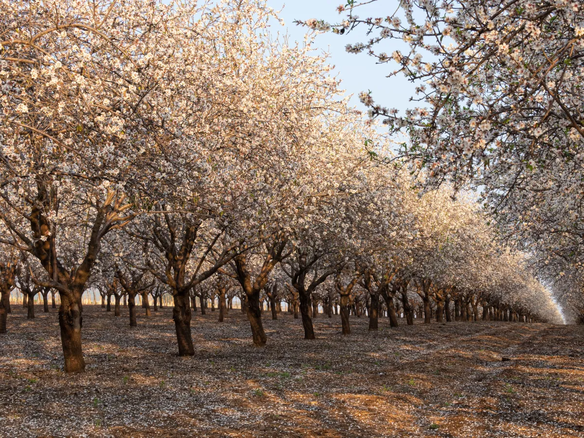 Si tienes almendros en Andalucía, mira esto: las heladas de primavera pueden acabar convirtiéndose en una ayuda