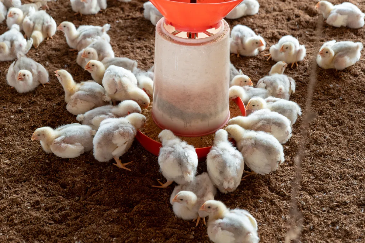 Pimiento, canela y orégano para los pollos: la curiosa norma europea que entra en vigor este 16 de agosto